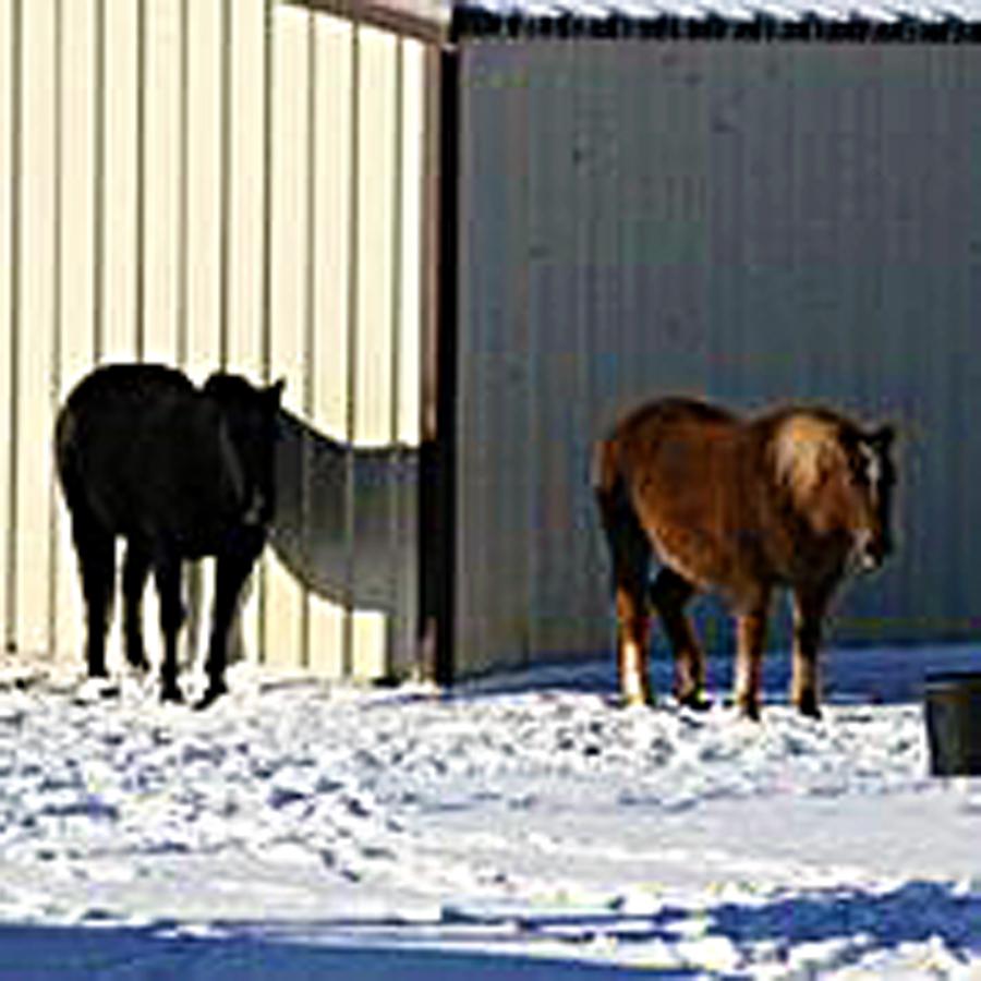 Horses in the snow at Grady farm