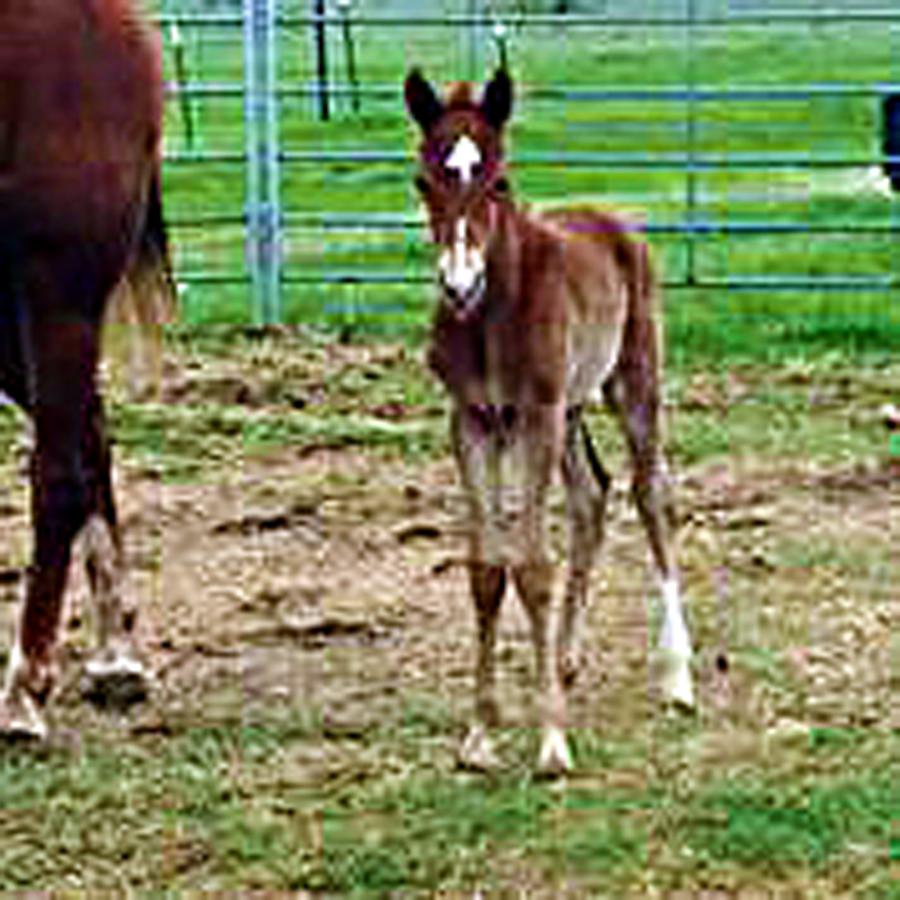 Baby horse on Grady farm