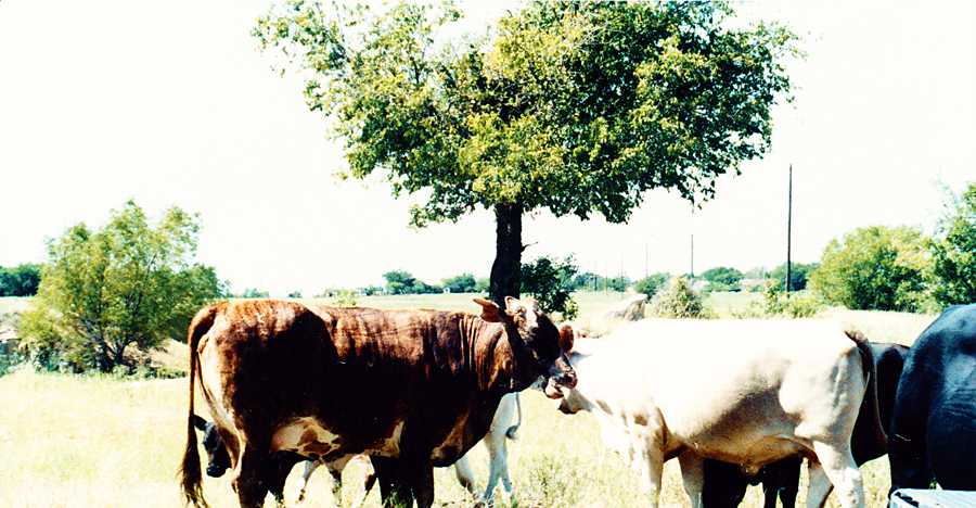 The cows on old Grady farm