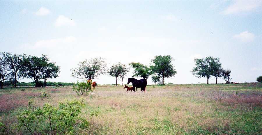 Horses in field at Grady farm