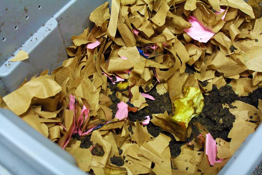 Worms Eat My Garbage: APES teacher worm composts to help environment
