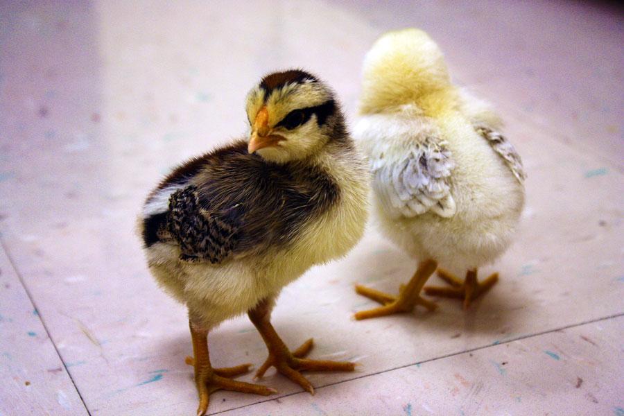 Walking On Eggshells: Biology class raises chicks
