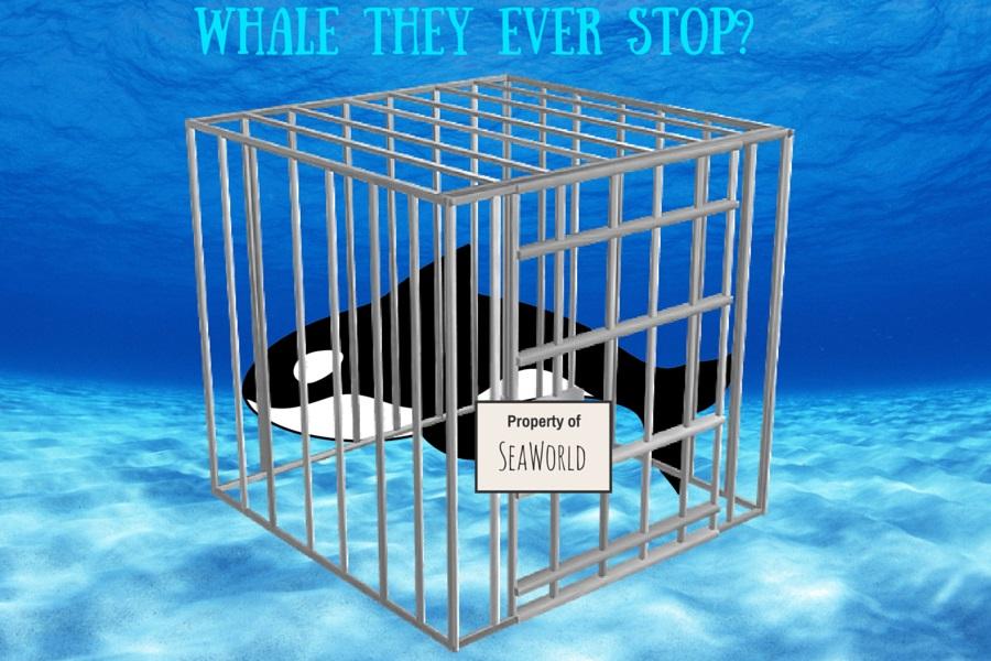 Whale they ever stop?