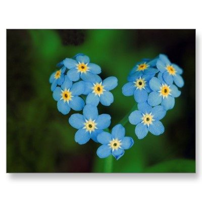 heart_shaped_forget_me_not_flowers_postcard-p239706806051717736qibm_400