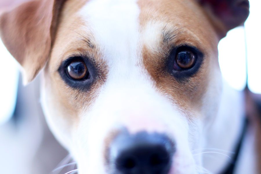 Tiara stares into the camera.  Both her and Tweety are Pitbull Terriers. 