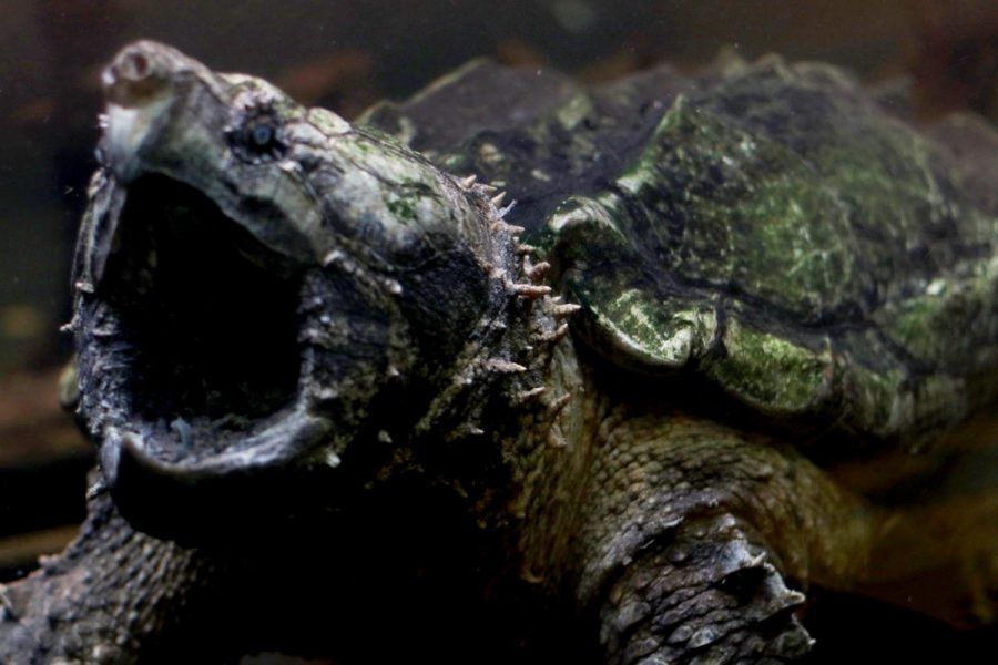 An Alligator Snapping Turtle opens its mouth as it swims to the front of the tank. These turtles are currently found only in the US and are experiencing population decline due to overharvesting; they are protected in some states such as Indiana and Kentucky under the law because of potential endangerment. 
