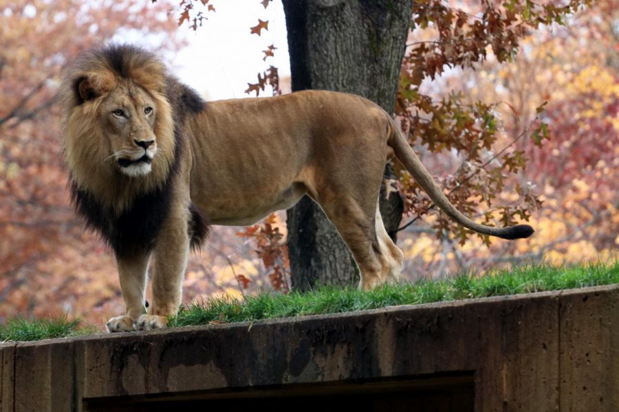 One of the three male lions on exhibit gets up to roar. Over the decade, lions have decreased by around 30 percent according to the Smithsonian, making them vulnerable to endangerment.