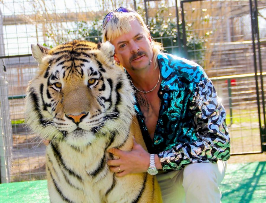 Joe Exotic posing with one of the tigers within his park. Joe is currently facing 22 years in prison for attempting to solicit murder.