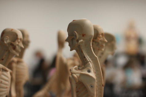 Mannequins stand in anatomy teacher Jennifer Bishop’s room to demonstrate the body systems. One blood donation has the possibility to save up to three lives.
