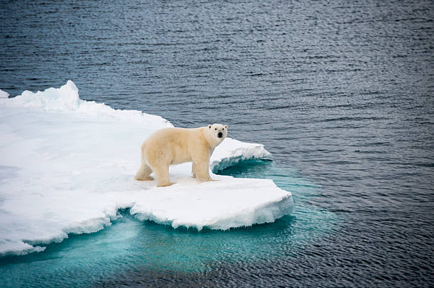 A polar bear stands on what is left of a mostly-melted iceberg. The Arctic Ocean is warming nearly twice as fast as the global average, depleting polar bears’ hunting grounds and increasingly restricting their diet.