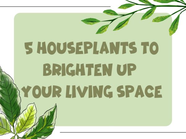 Infographic: 5 houseplants to brighten up your living space