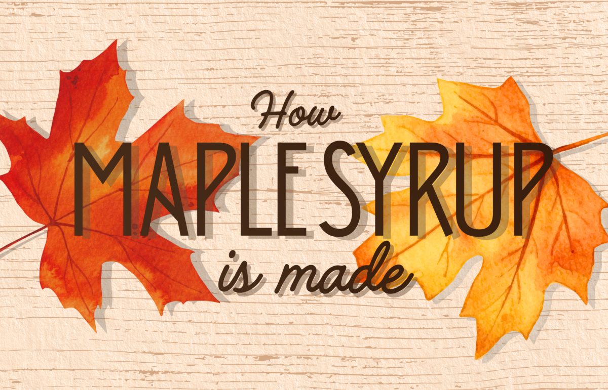 Infographic: How maple syrup is made